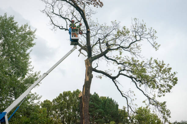 Best Utility Line Clearance  in Smiths Station, AL